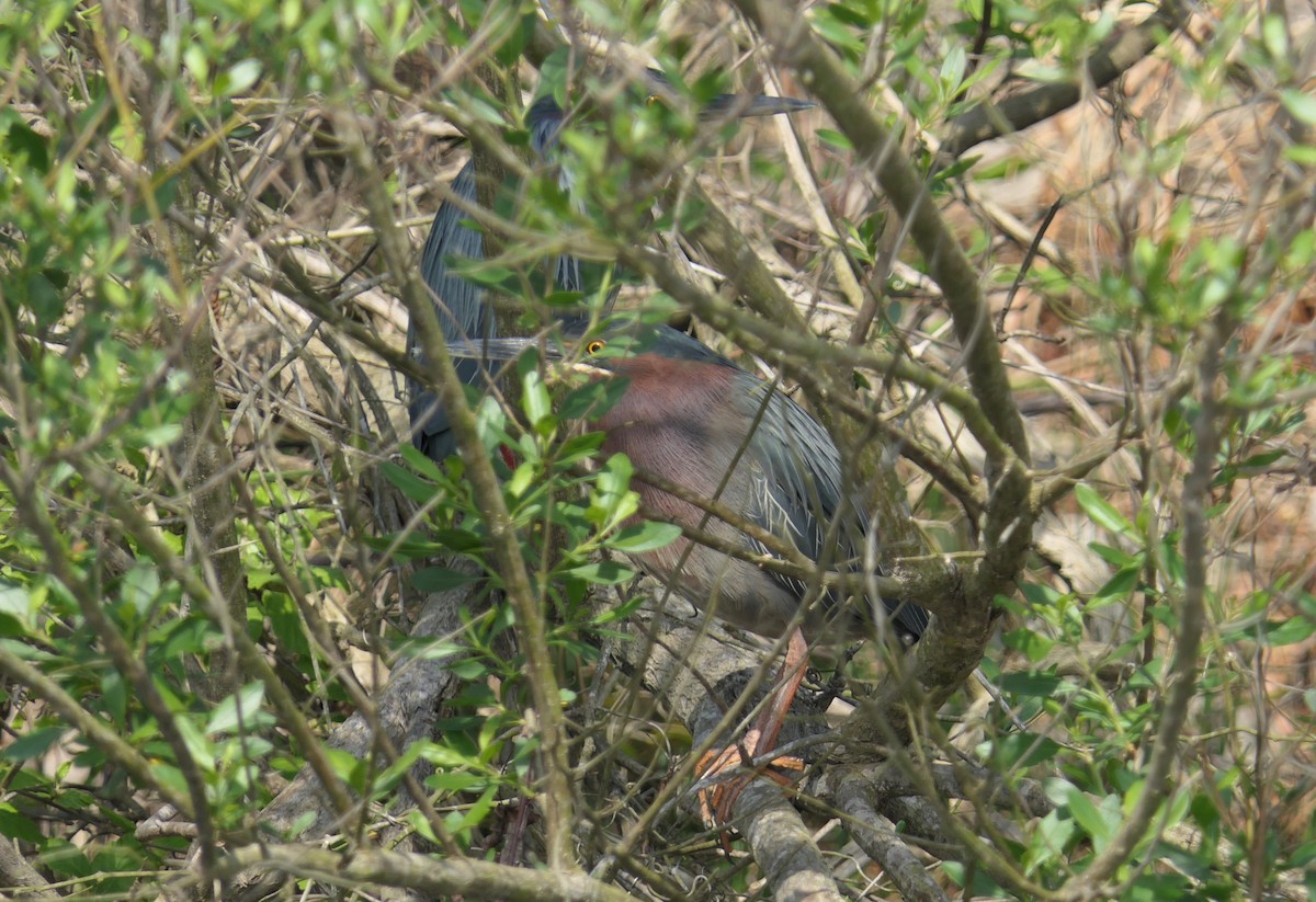 Green Heron - ML435099821