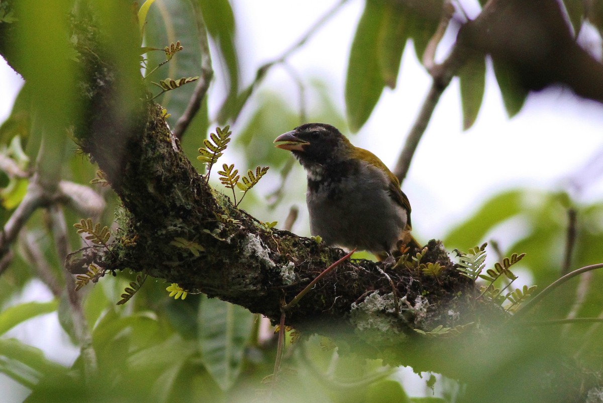 Black-headed Saltator - ML43510001