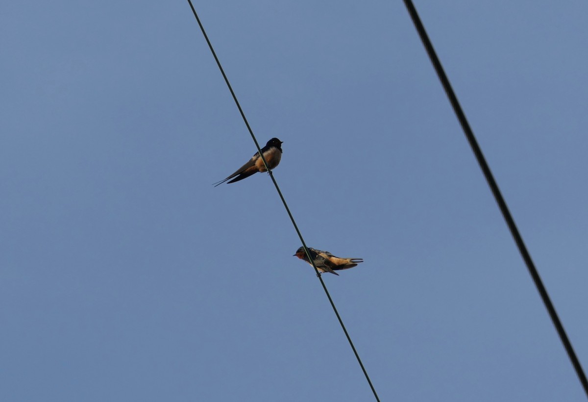 Cliff Swallow - ML435100421