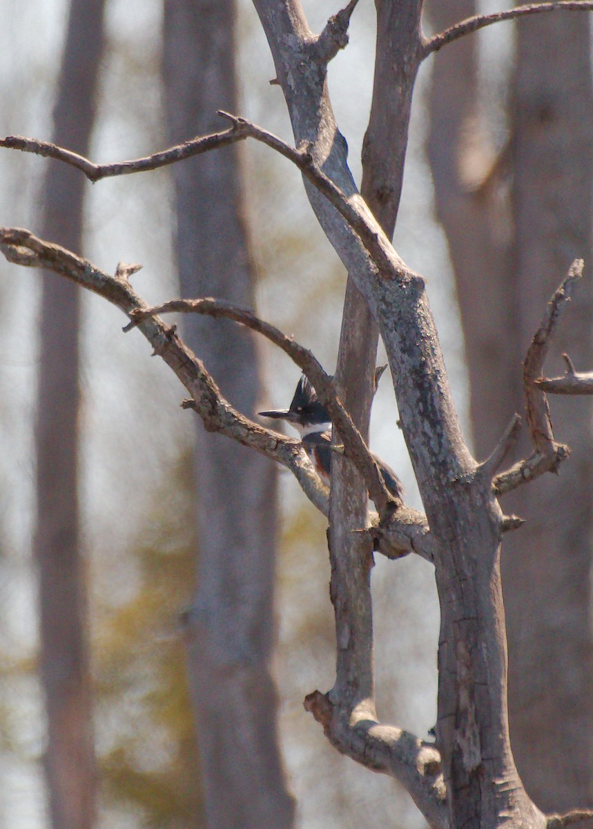 Belted Kingfisher - ML435101711