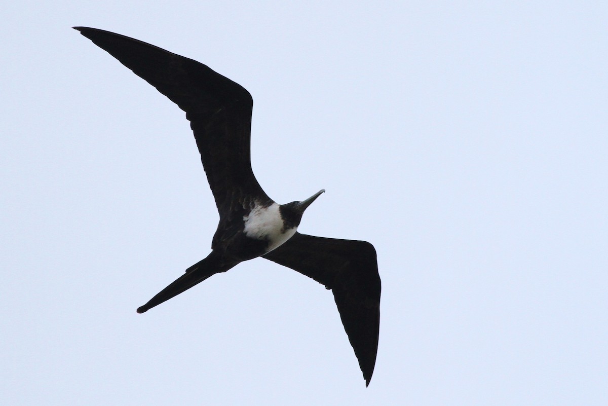 Magnificent Frigatebird - Alex Lamoreaux