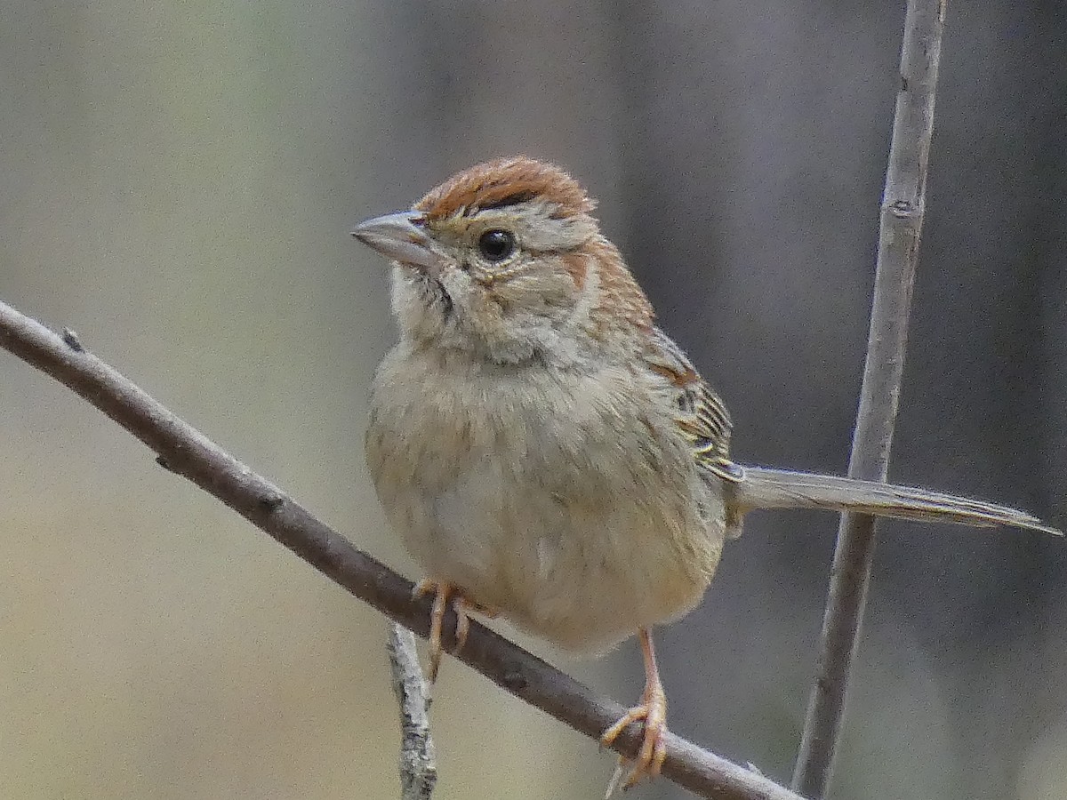 Bachman's Sparrow - ML435102521