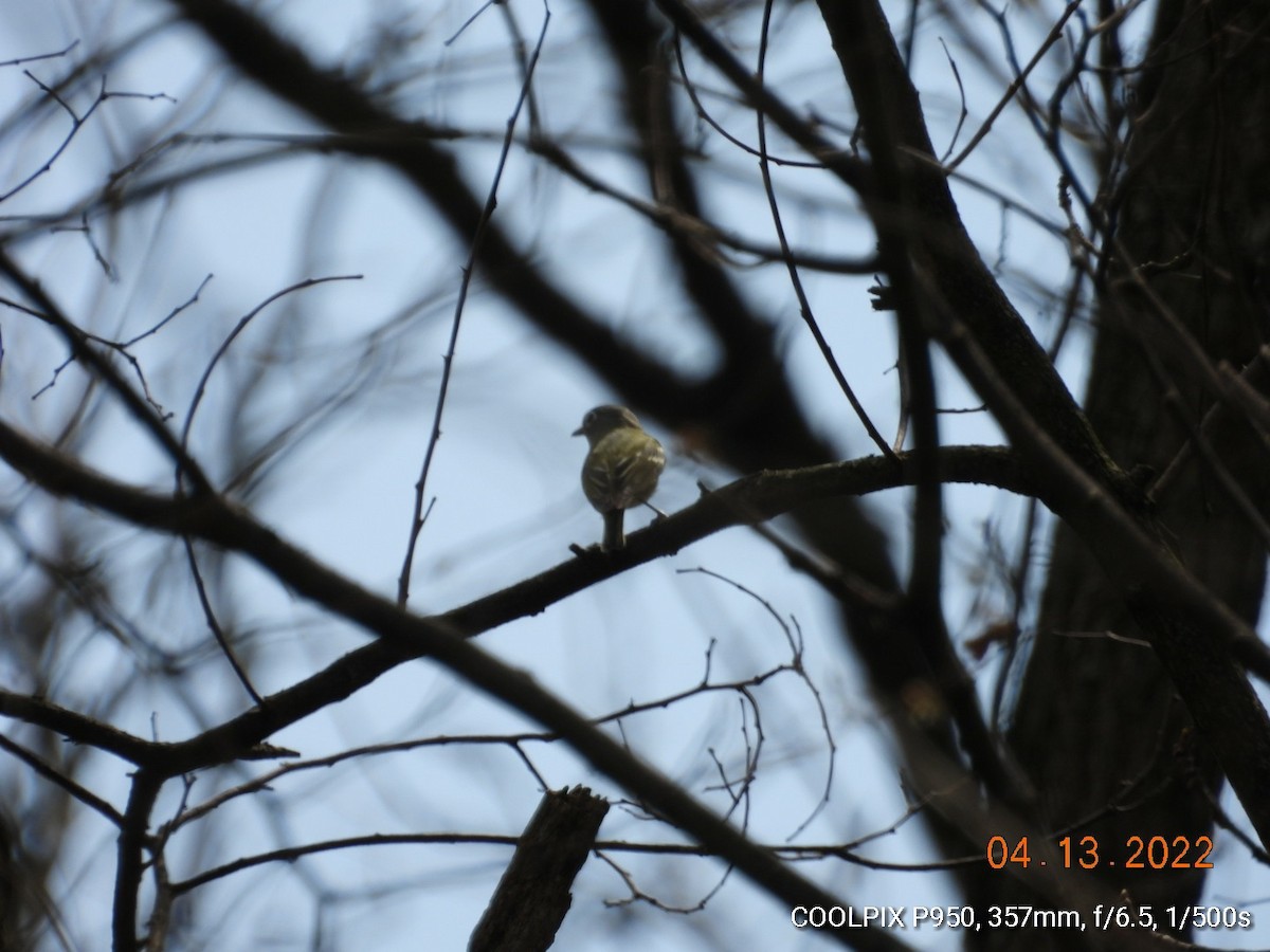 Graukopfvireo - ML435103191