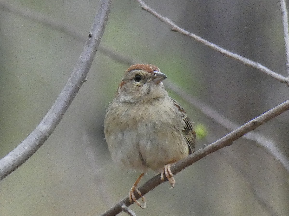 Bachman's Sparrow - ML435103391