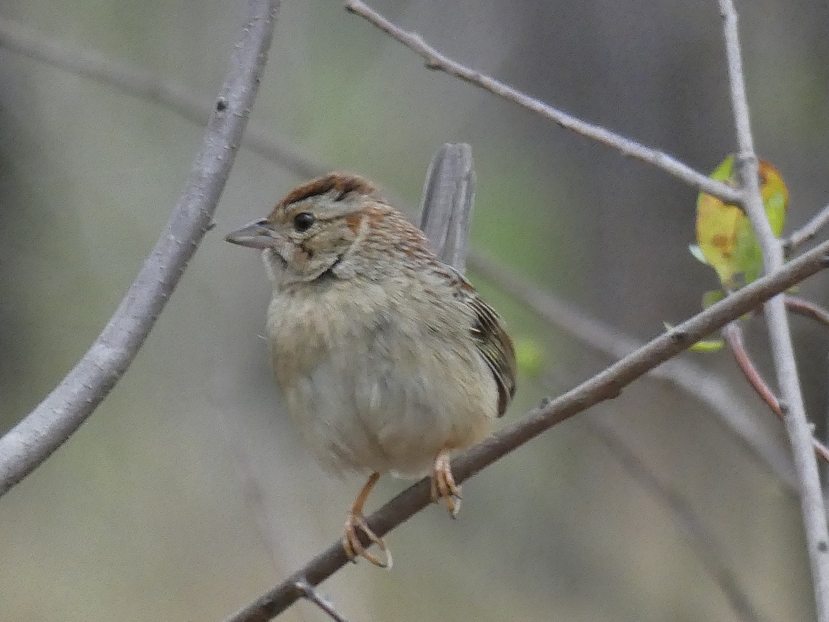 Bachman's Sparrow - ML435103551