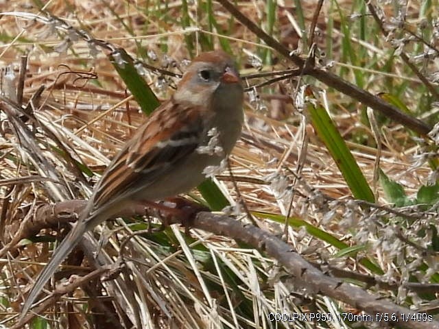 Field Sparrow - ML435103651