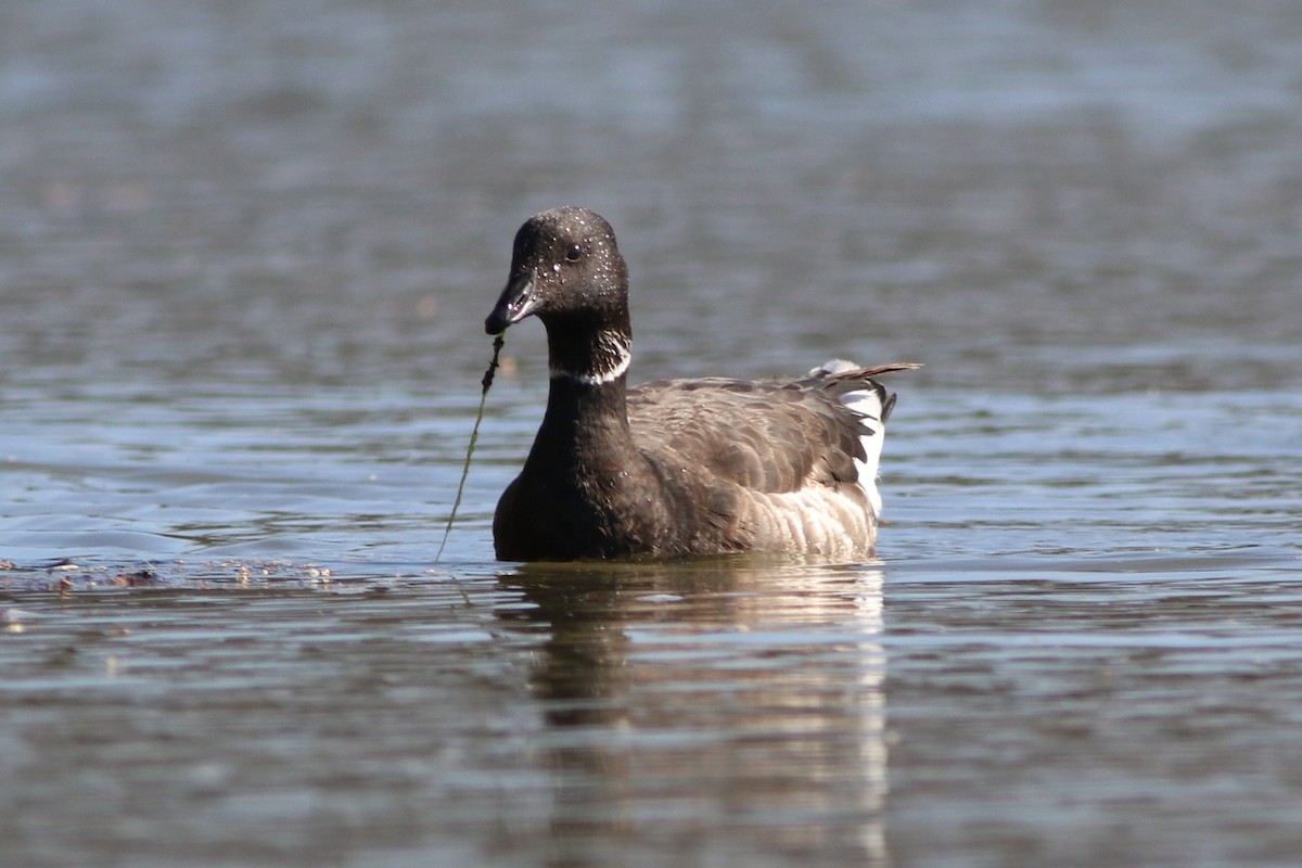 Branta musubeltza - ML435103961