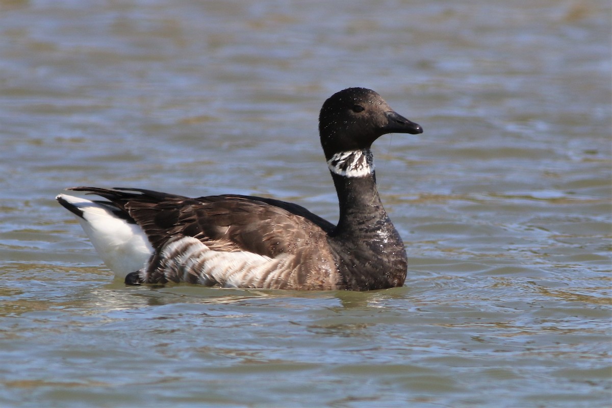 berneška tmavá - ML435103971