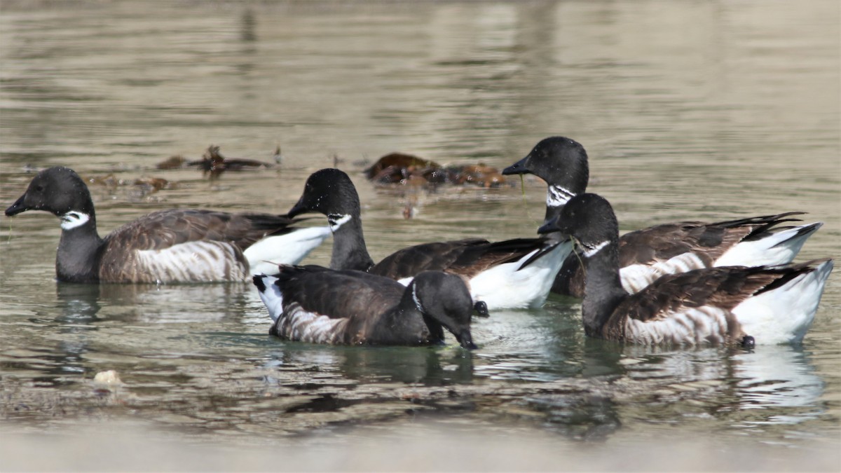 Brant - ML435103991