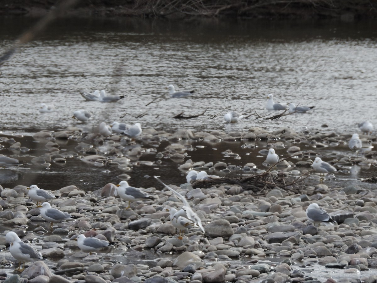 Ring-billed Gull - ML435104791