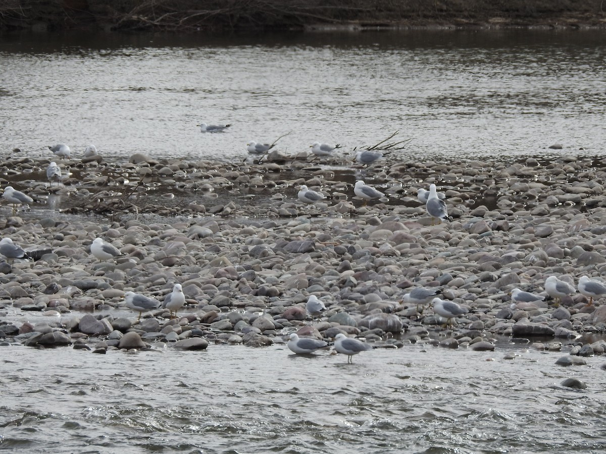 Ring-billed Gull - ML435104841