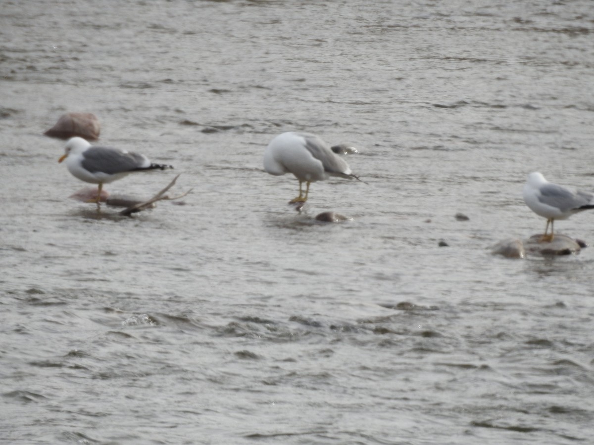 Ring-billed Gull - ML435104851