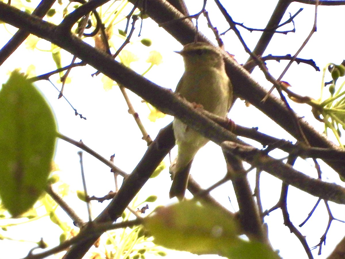 Yellow-browed Warbler - GARY DOUGLAS