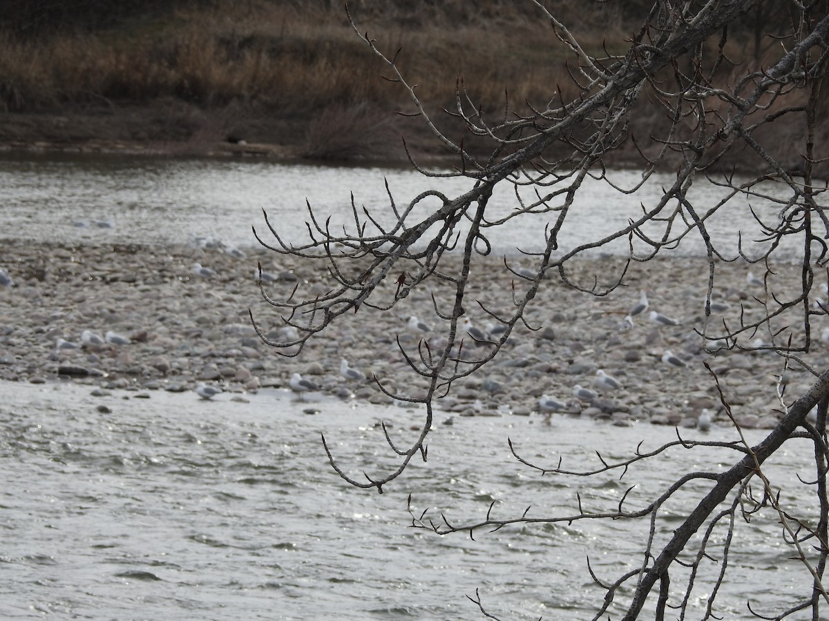 California Gull - ML435105131