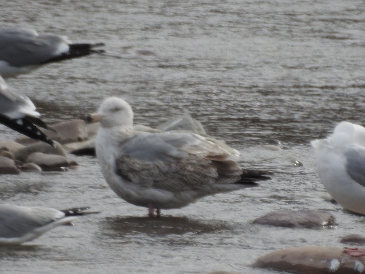 American Herring Gull - ML435105541