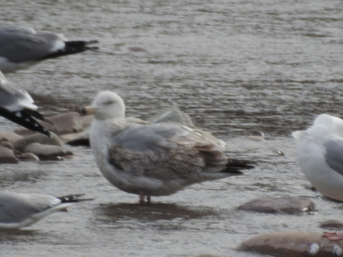 Herring Gull - ML435105541