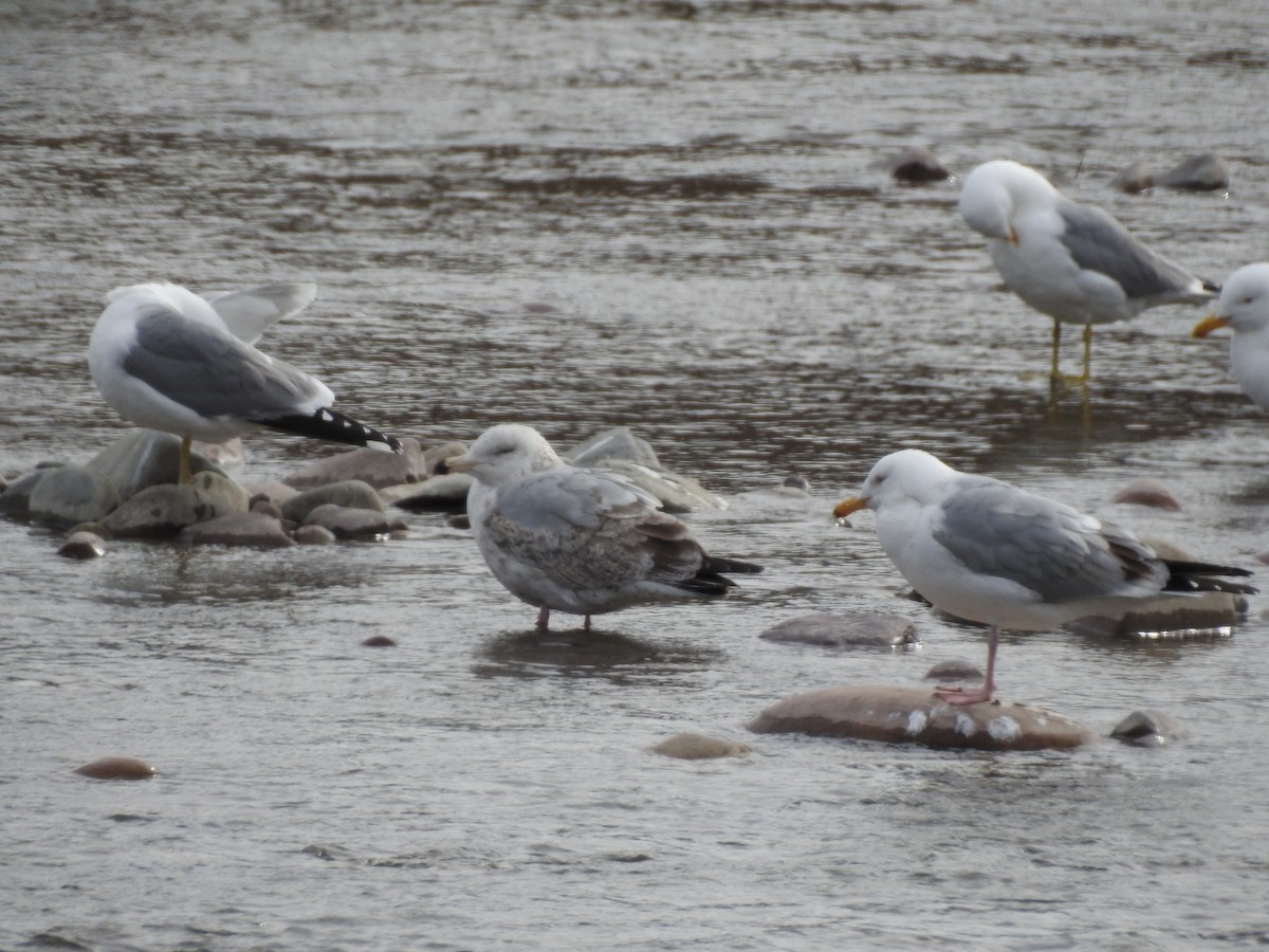 American Herring Gull - ML435105571