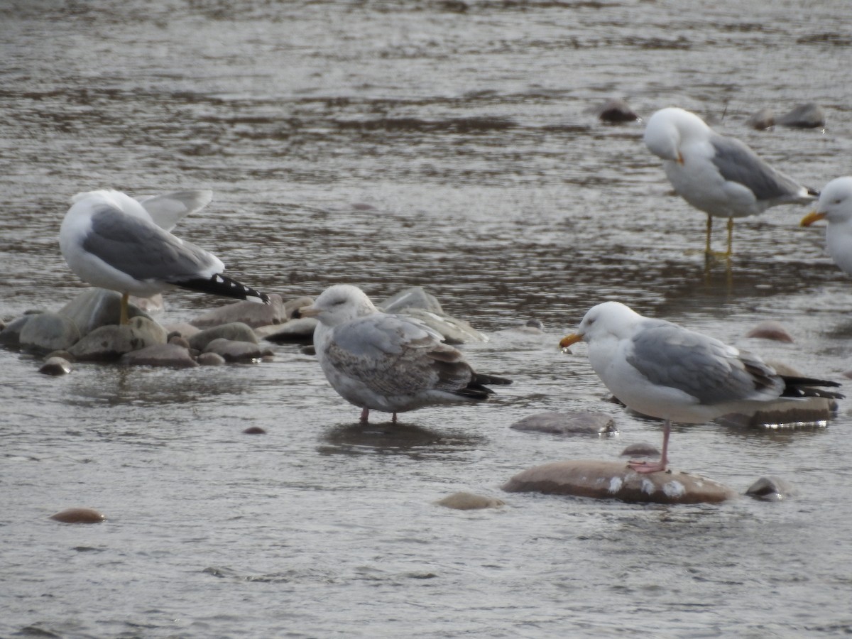 Herring Gull - William Blake