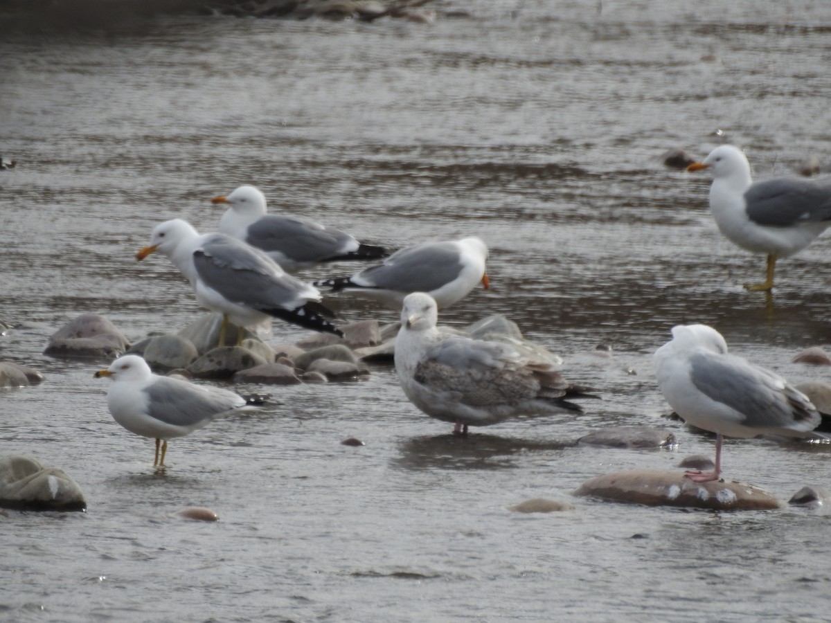 Herring Gull - ML435105631