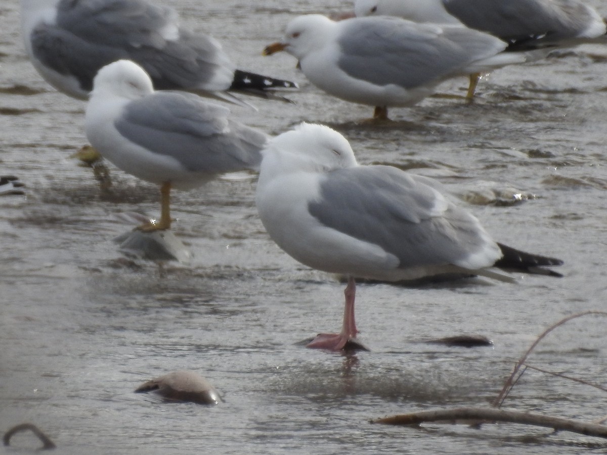 American Herring Gull - ML435105641