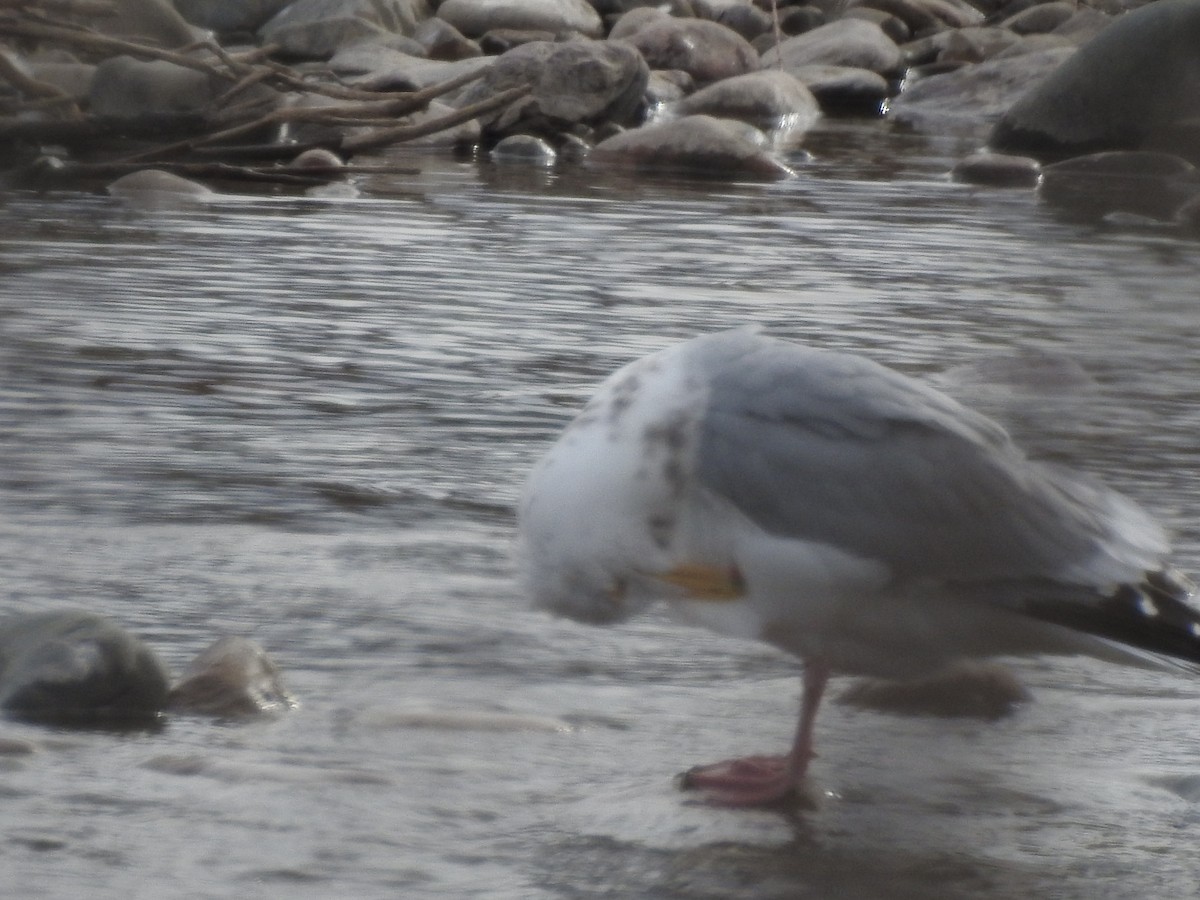 American Herring Gull - ML435105651