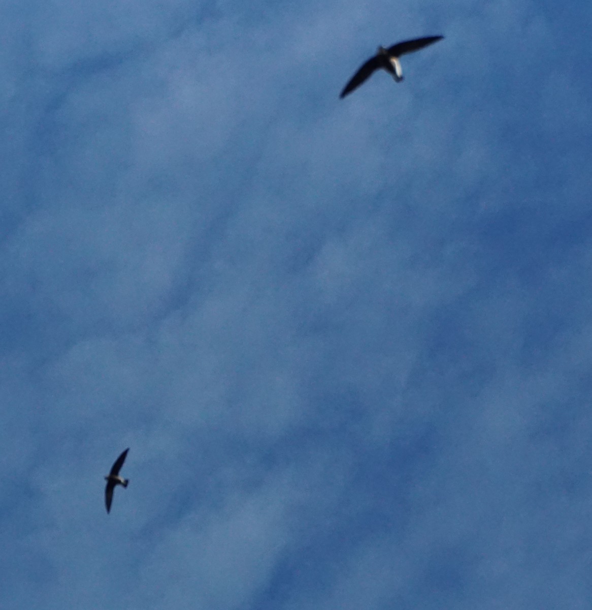 White-throated Needletail - ML43510591