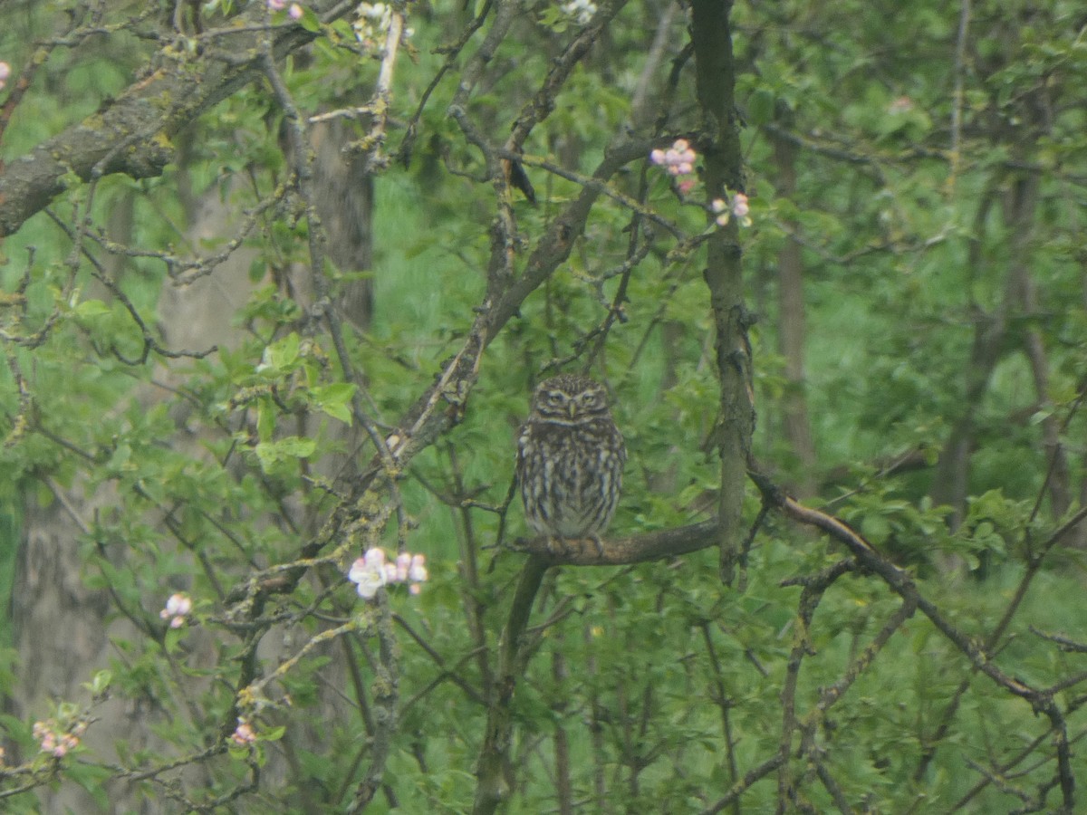 Little Owl - ML435106221