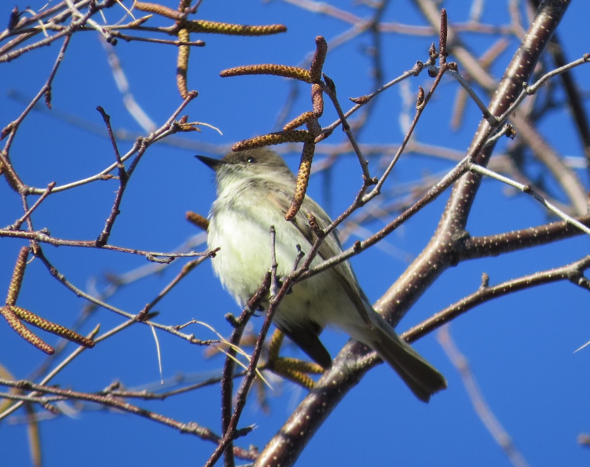 Eastern Phoebe - ML435107811