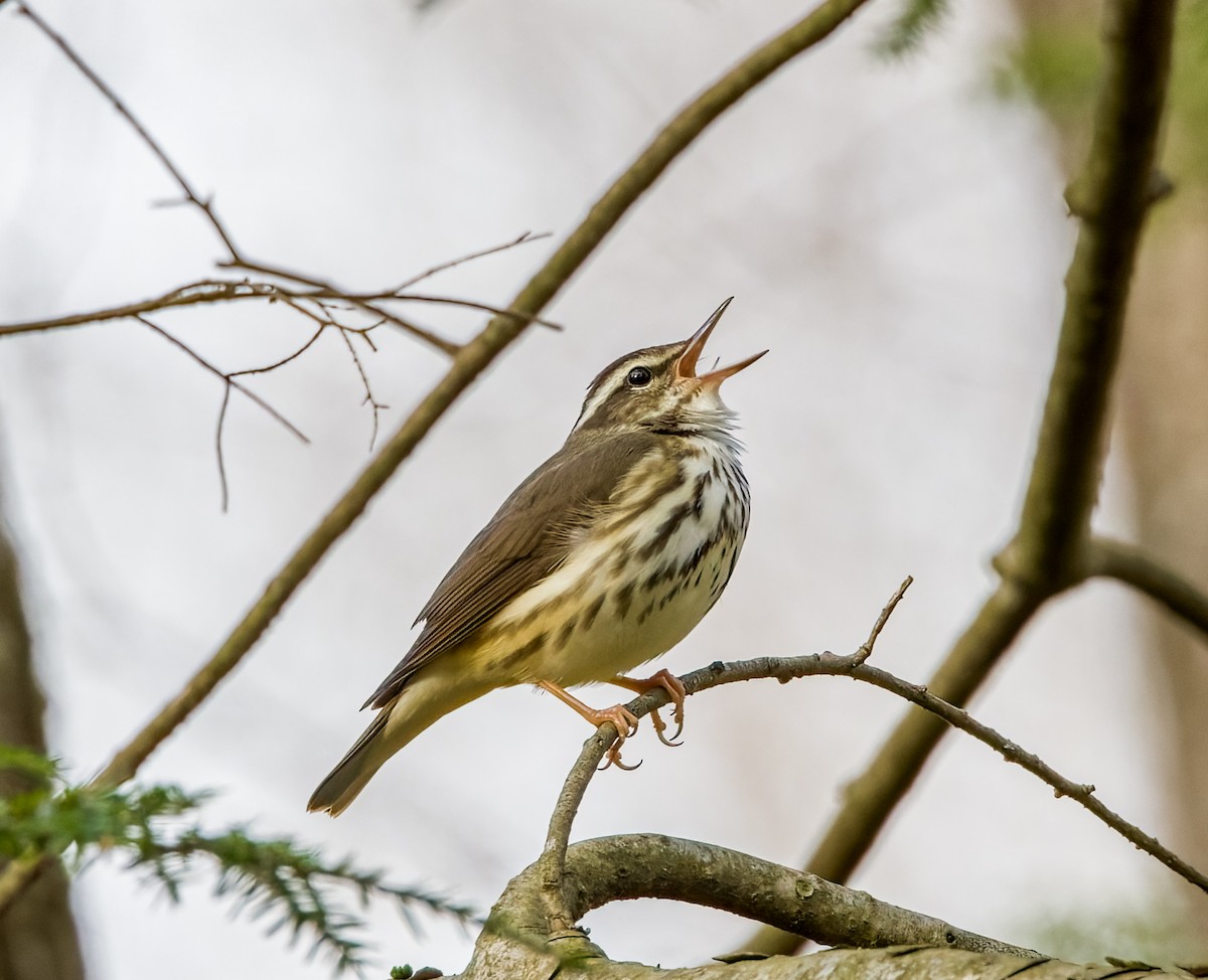 Louisiana Waterthrush - ML435108521