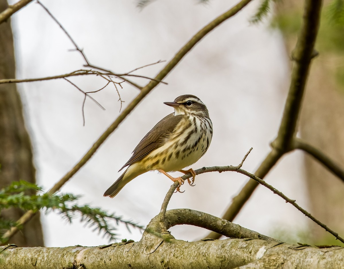 Louisiana Waterthrush - ML435108581
