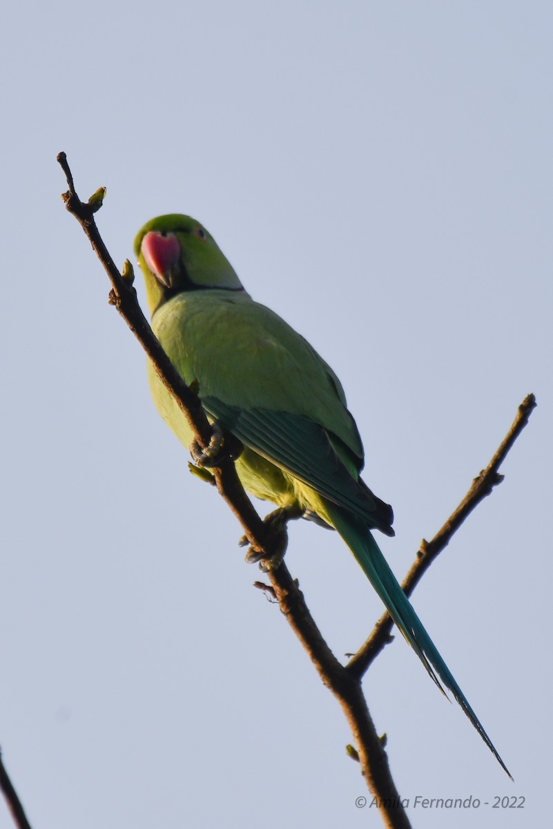 Rose-ringed Parakeet - ML435109711