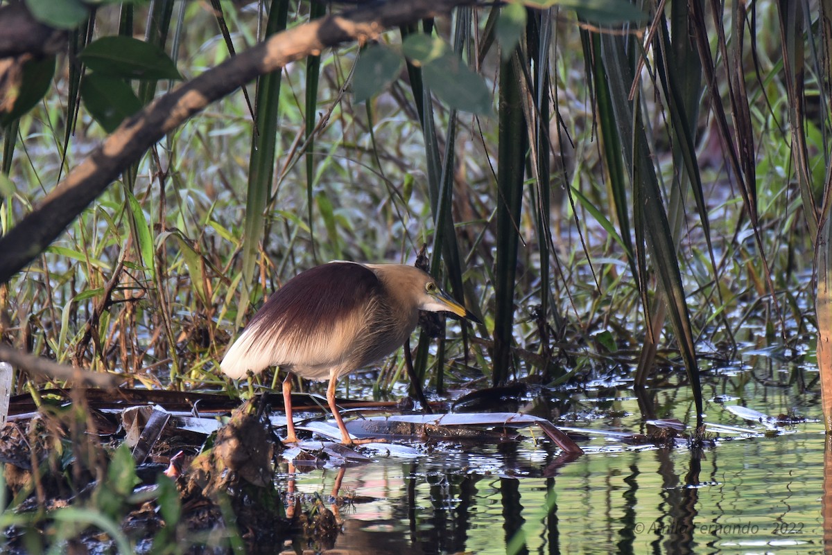 Indian Pond-Heron - Amila S. Fernando