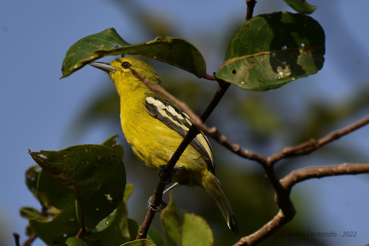 Common Iora - Amila S. Fernando