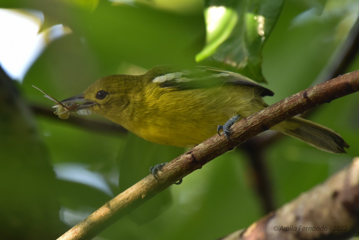 Common Iora - Amila S. Fernando