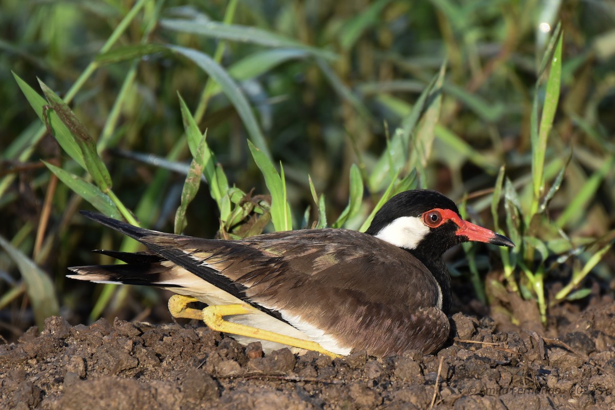 Red-wattled Lapwing - Amila S. Fernando