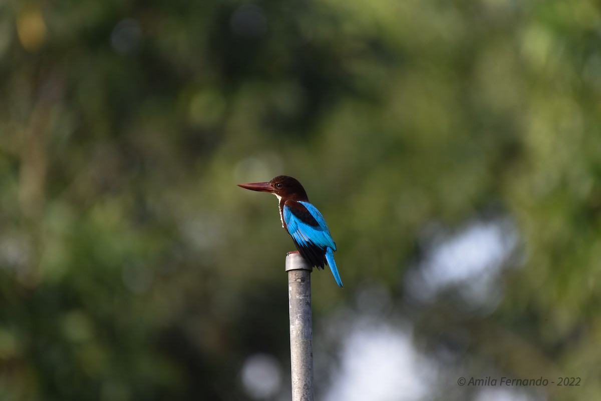 White-throated Kingfisher - ML435110281