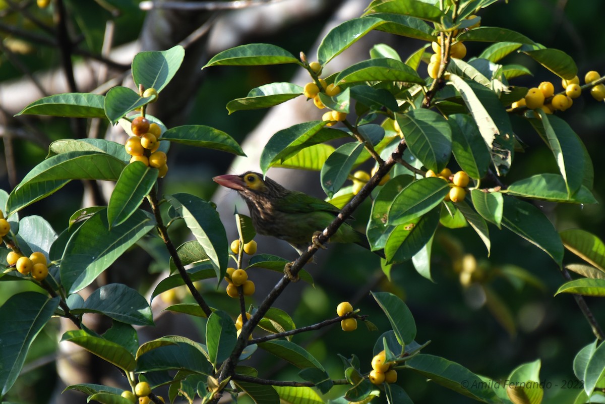 Brown-headed Barbet - Amila S. Fernando