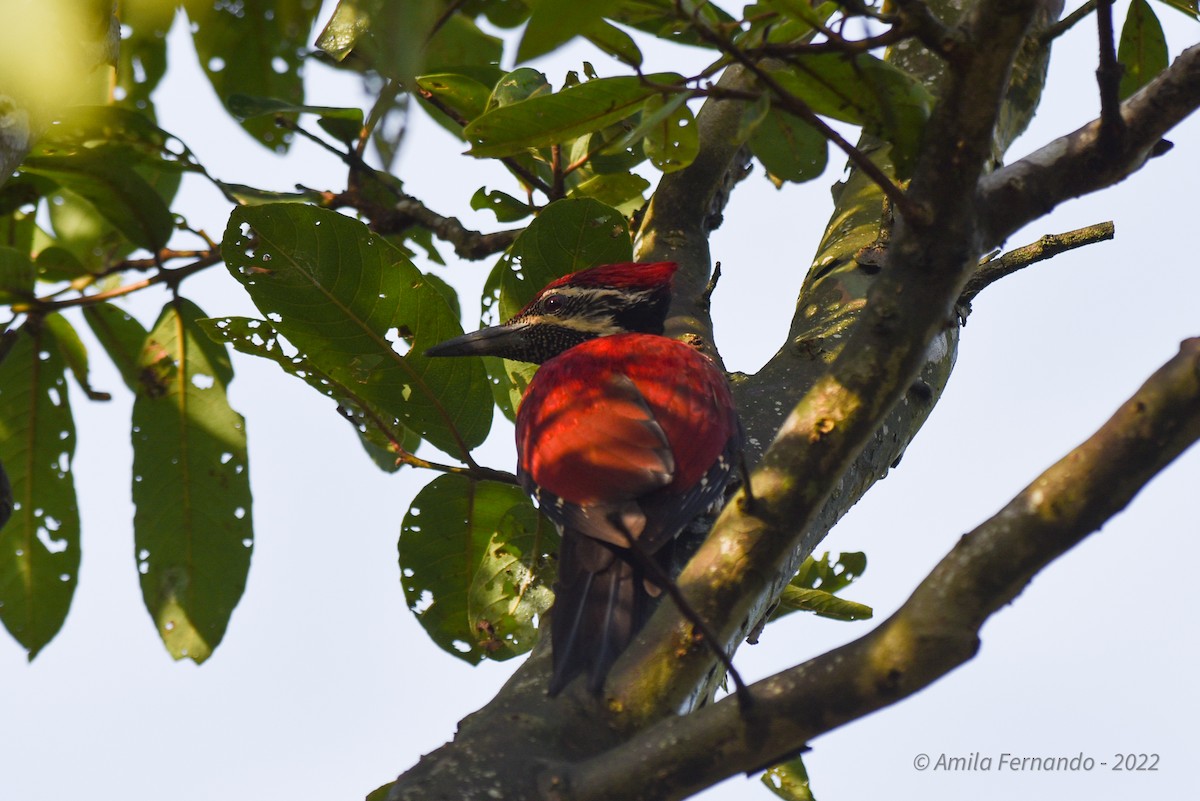 Red-backed Flameback - ML435110621