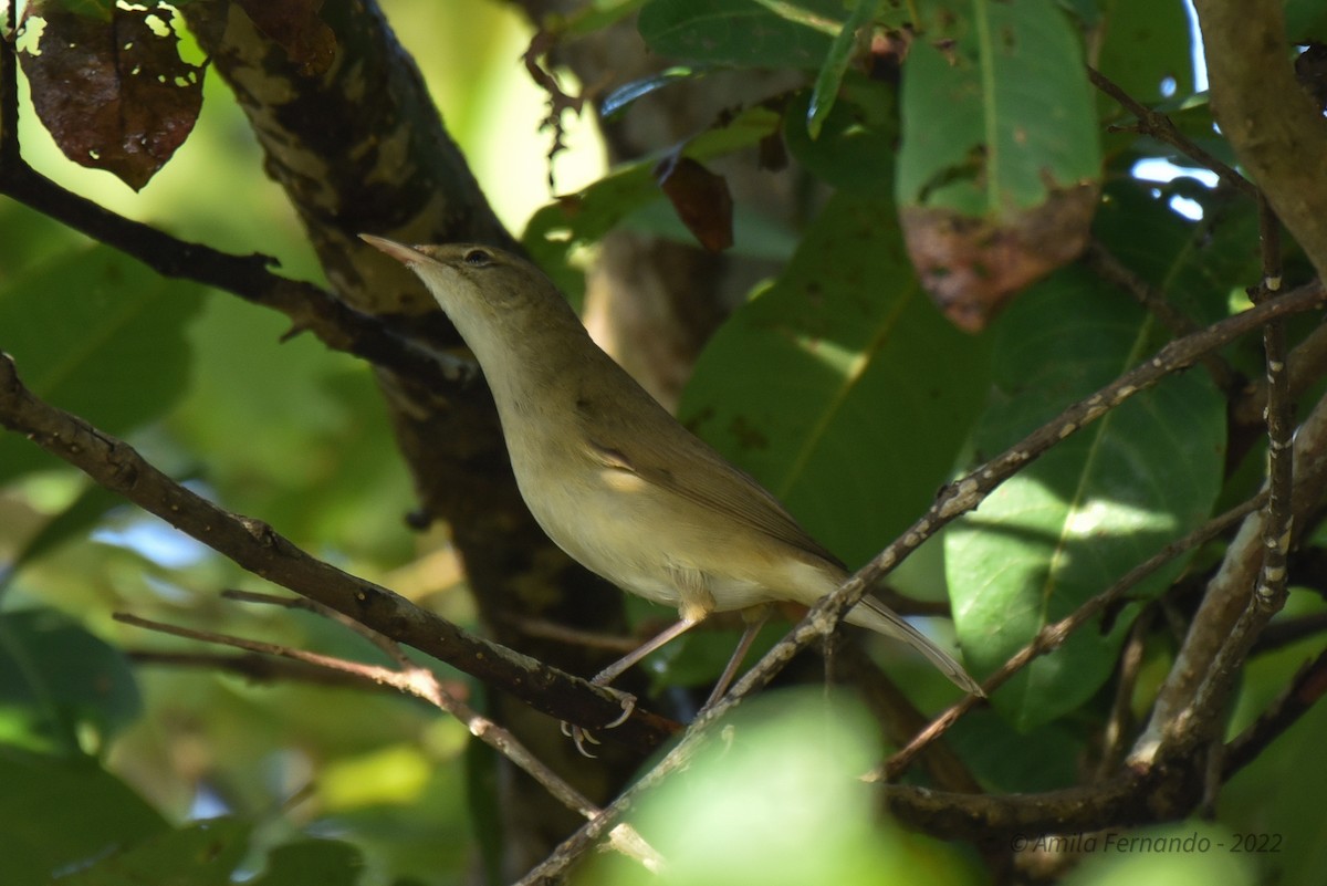 Blyth's Reed Warbler - ML435111121