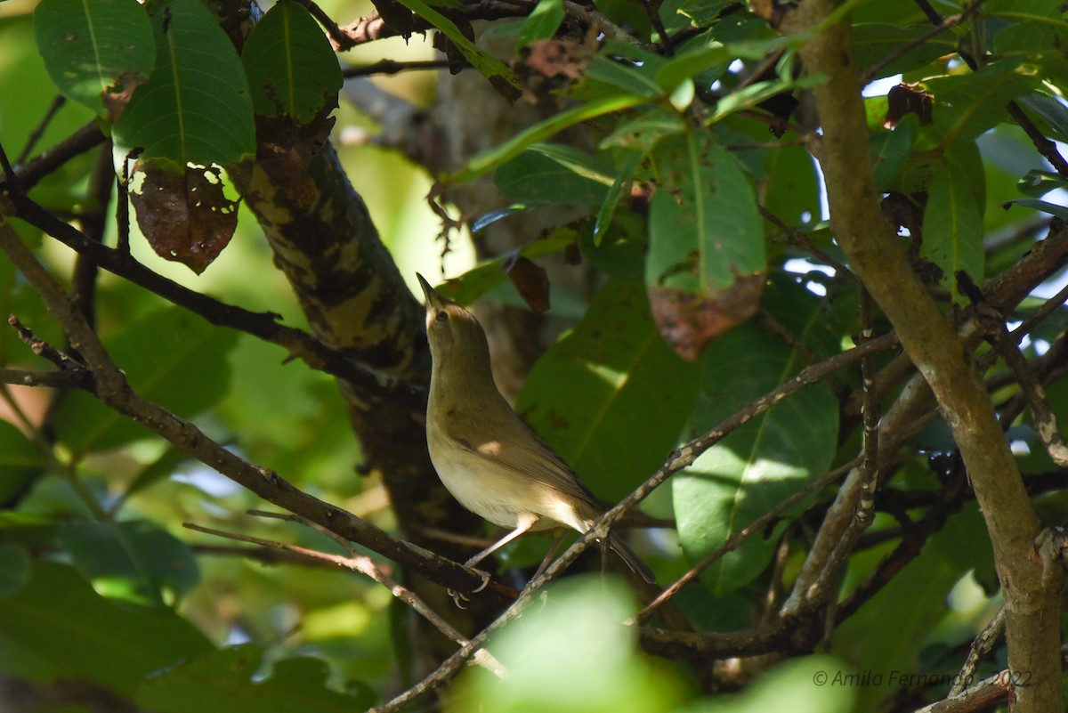 Blyth's Reed Warbler - ML435111201