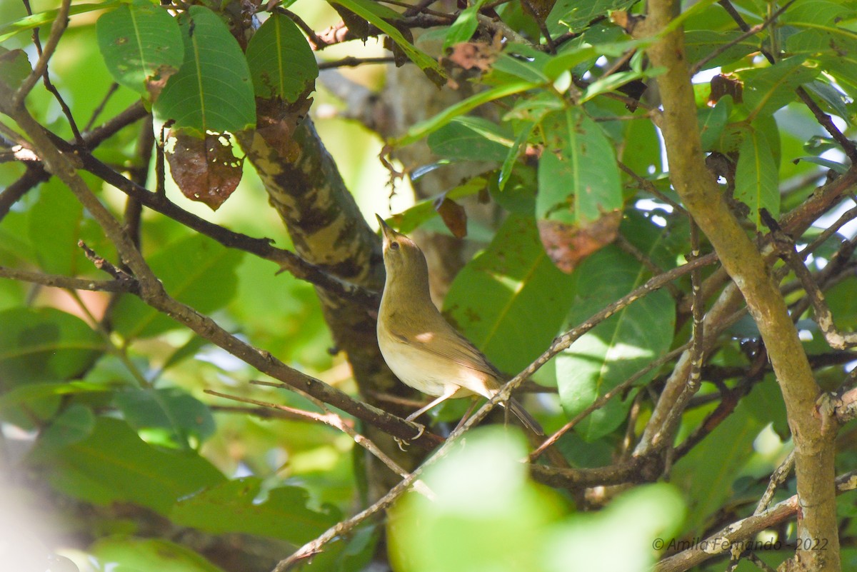 Blyth's Reed Warbler - Amila S. Fernando