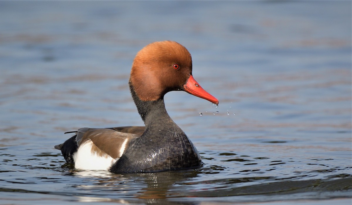 Red-crested Pochard - Tomáš Grim