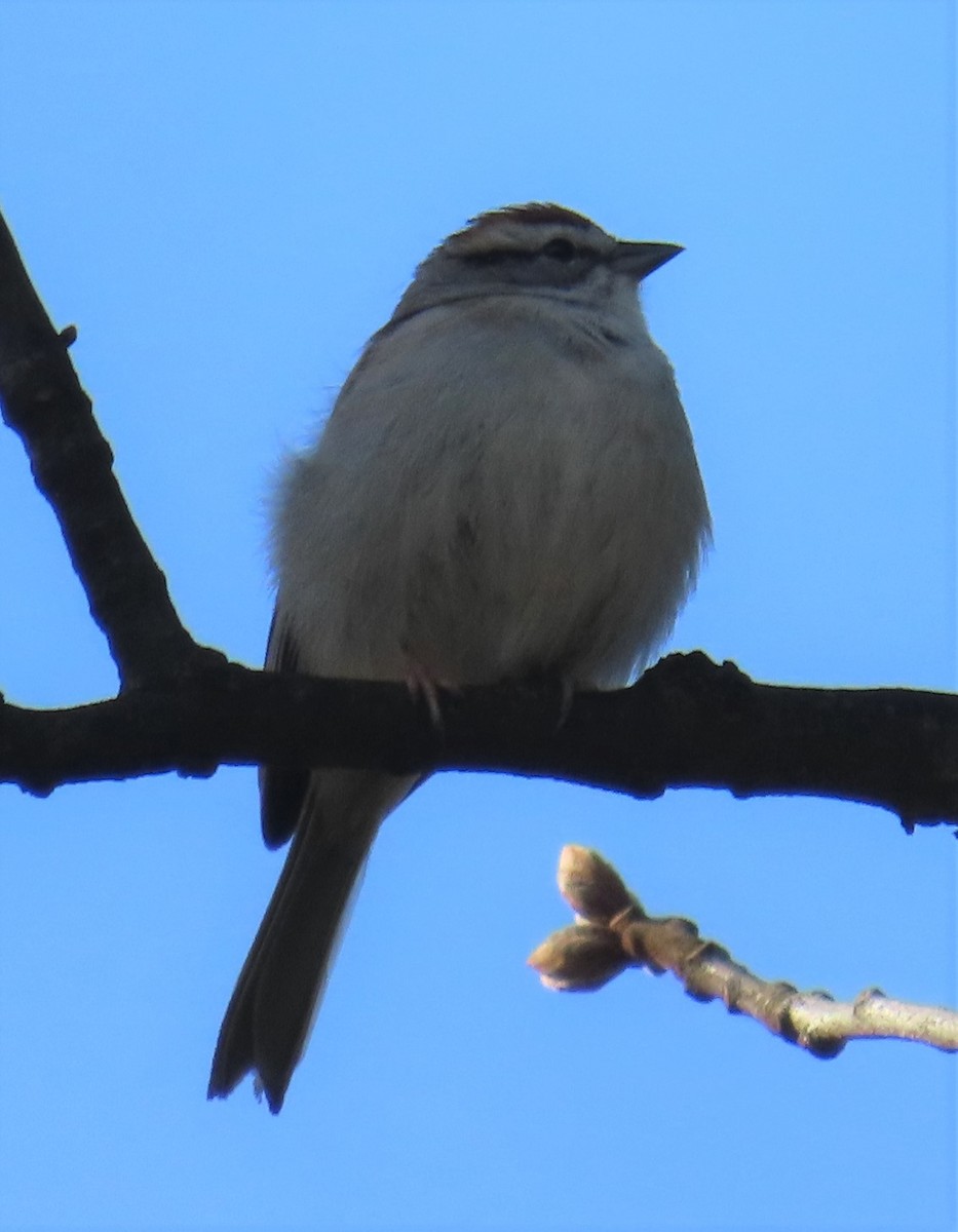 Chipping Sparrow - ML435111411