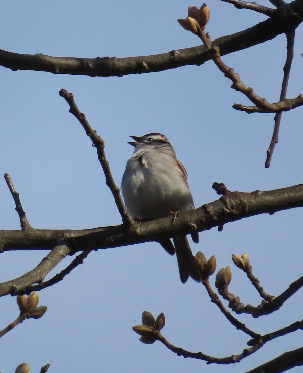 Chipping Sparrow - ML435111421