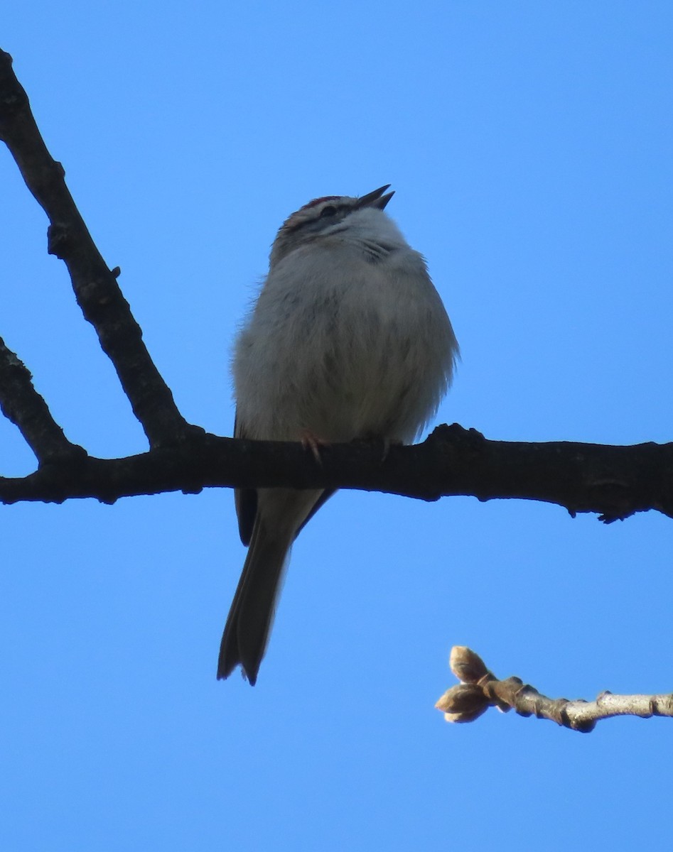 Chipping Sparrow - ML435111441