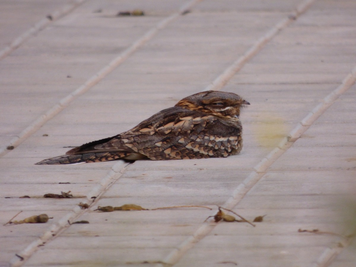 Red-necked Nightjar - ML435113151