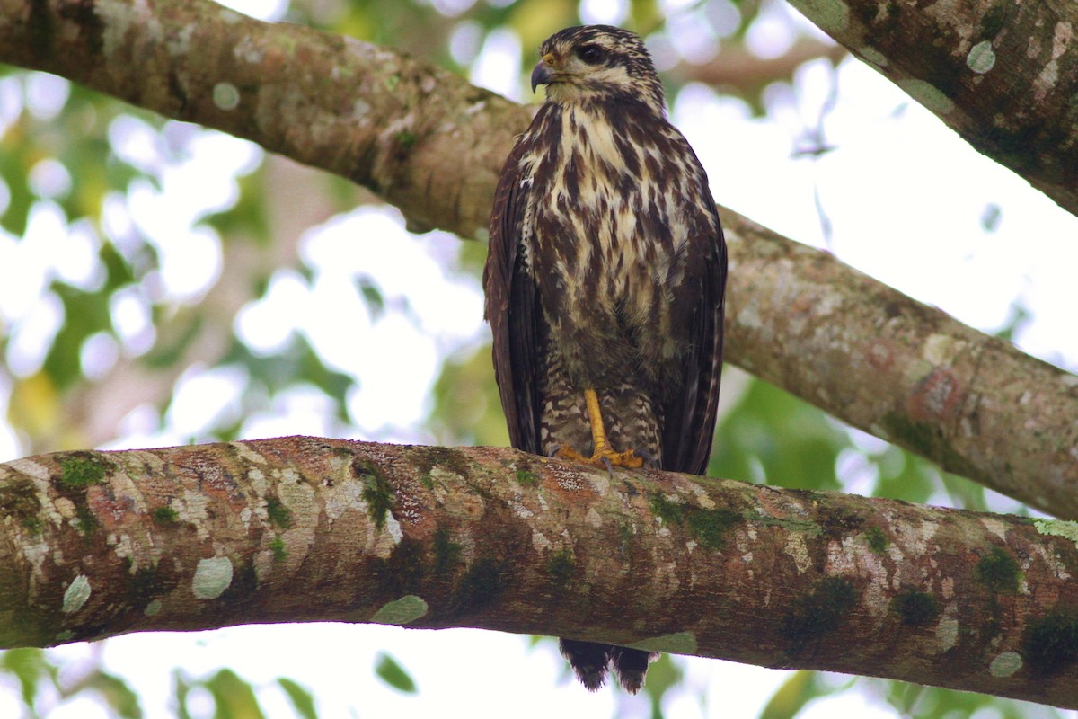 Common Black Hawk - Alex Lamoreaux