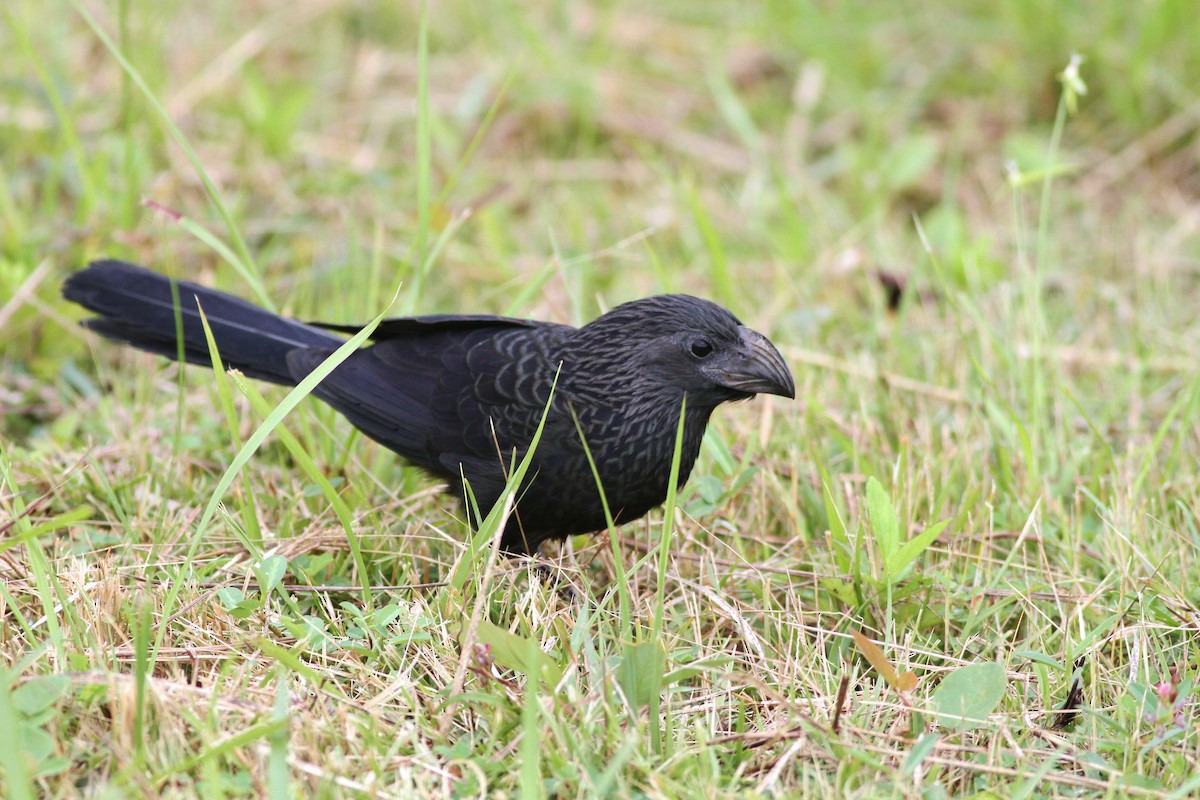 Groove-billed Ani - ML43511421