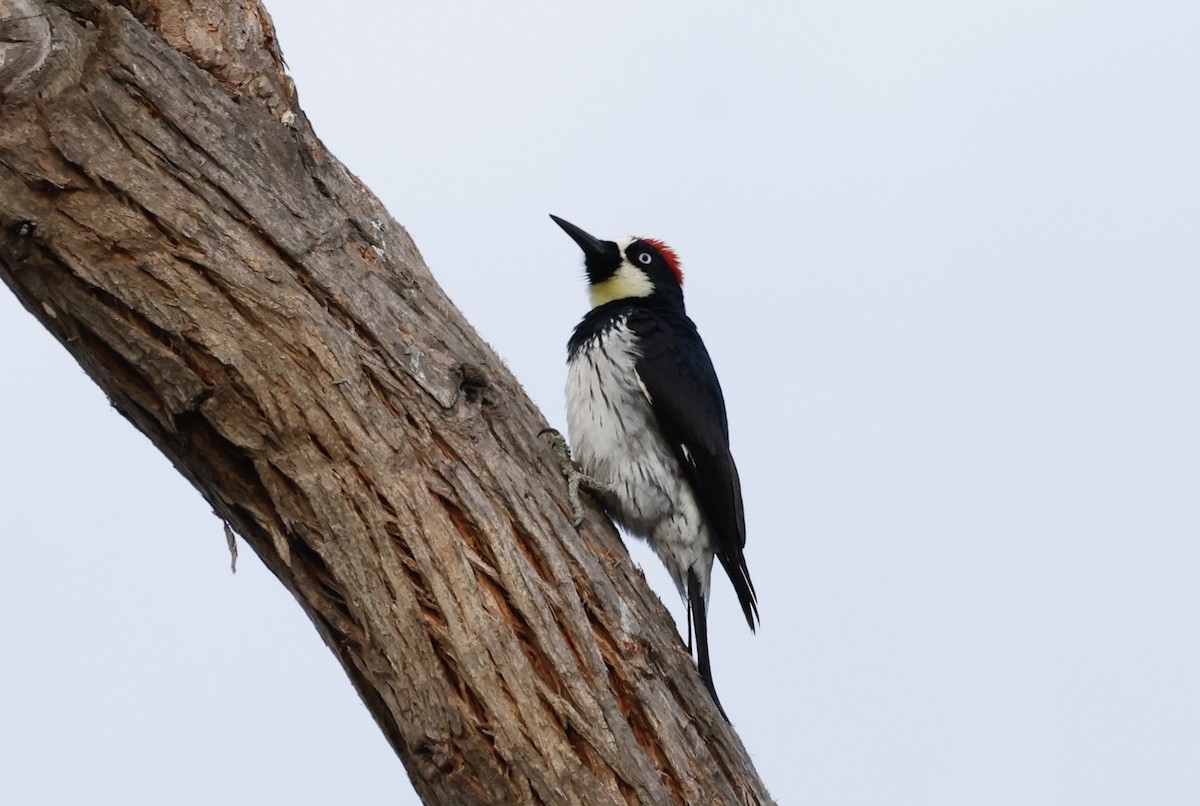 Acorn Woodpecker - ML435114421