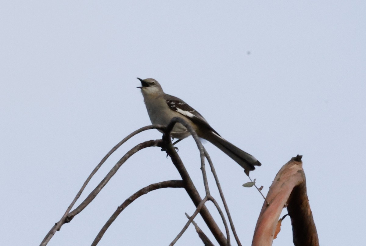 Northern Mockingbird - ML435114481